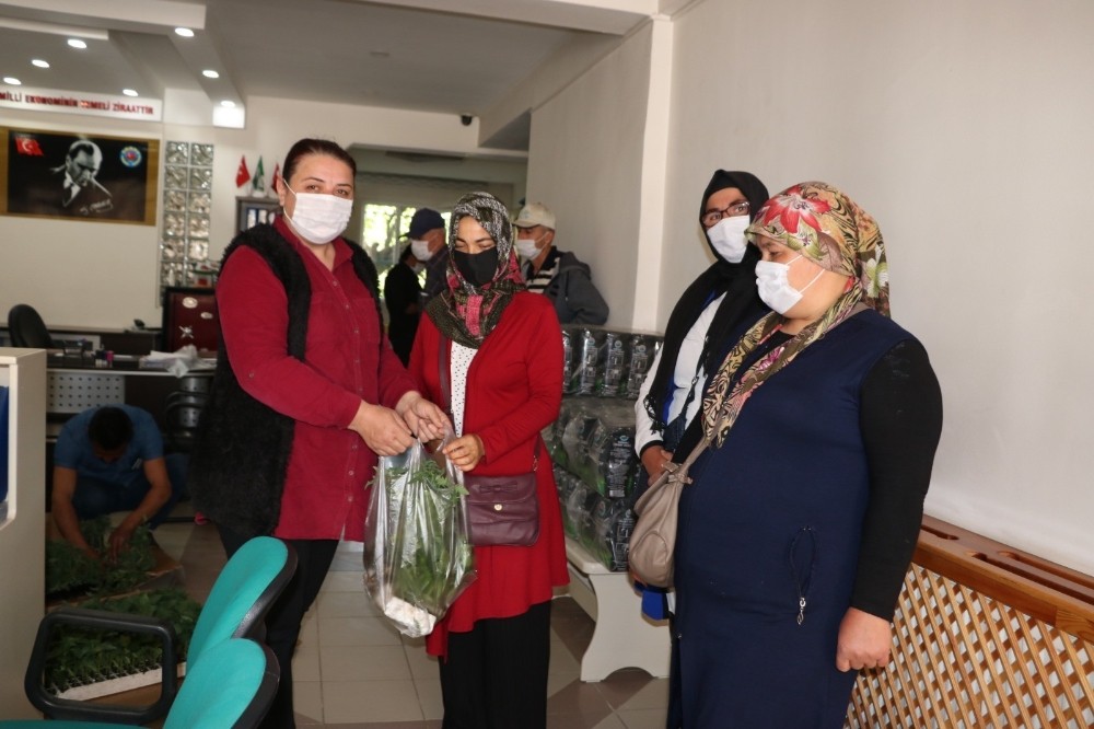 Sandıklı Ziraat Odası, ücretsiz domates ve biber fidesi dağıttı 