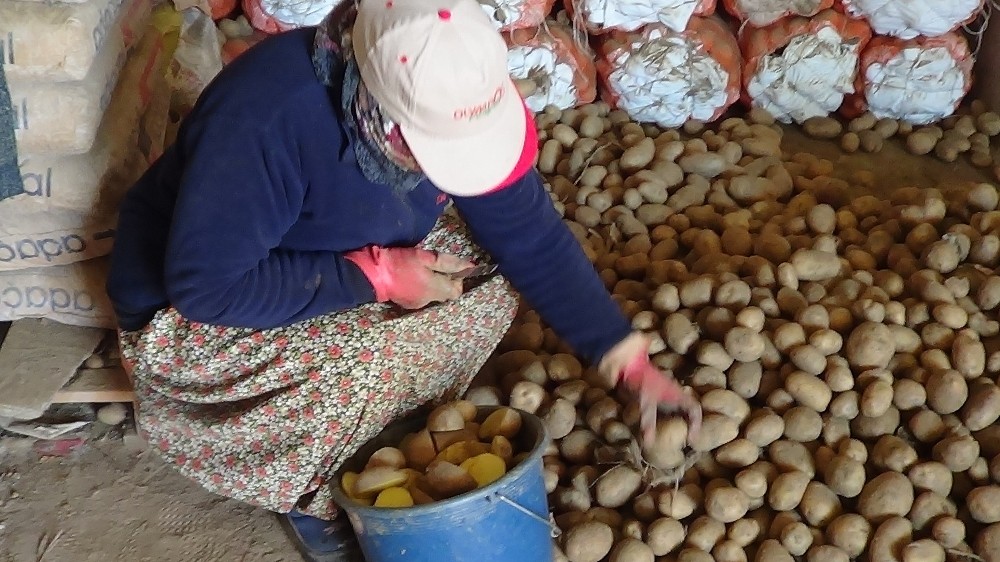 Sandıklı’da patates ekimi başladı 