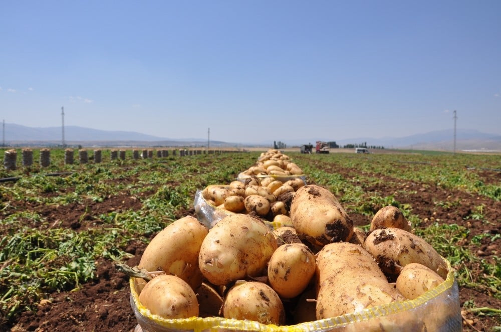 Sandıklı’da patates hasadı başladı 