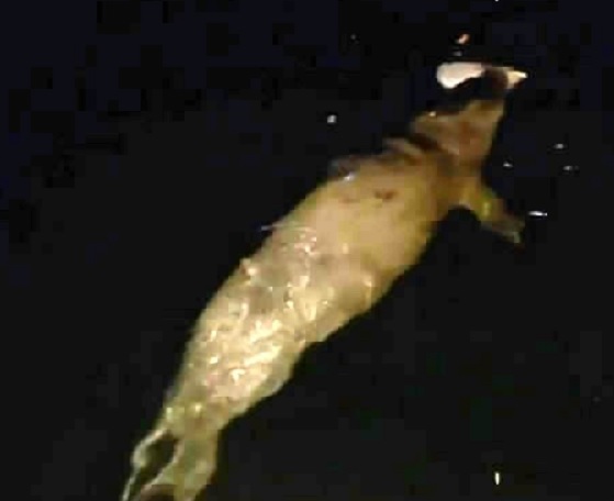 Saniye saniye görüntülendi! O ilimizde görüldü