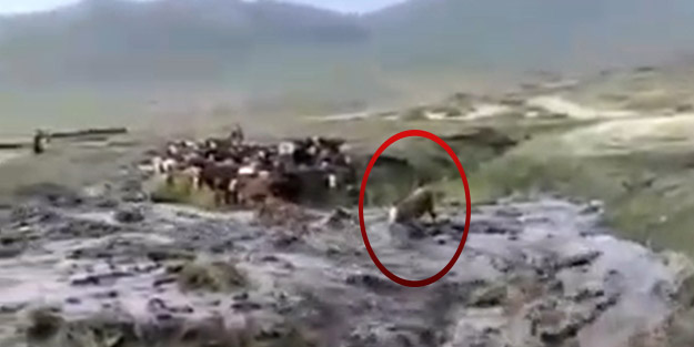 Saniye saniye görüntülendi! Sele kapılan dana yüzlerce metre sürüklendi
