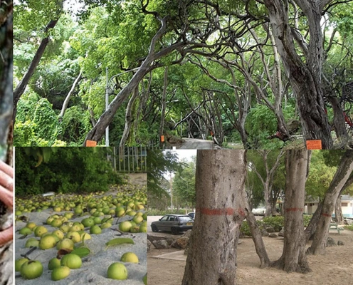 Saniyeler içinde öldürüyor! Yılan zehrinden 10 kat etkili! Bu ağaçtan düşen bir damla bile katliama sebep olur