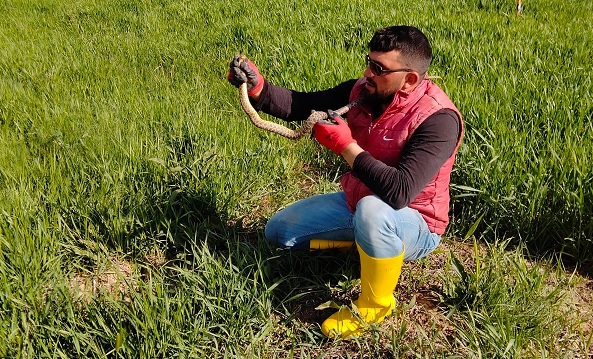 Sanki yılanla değil kediyle oynuyor