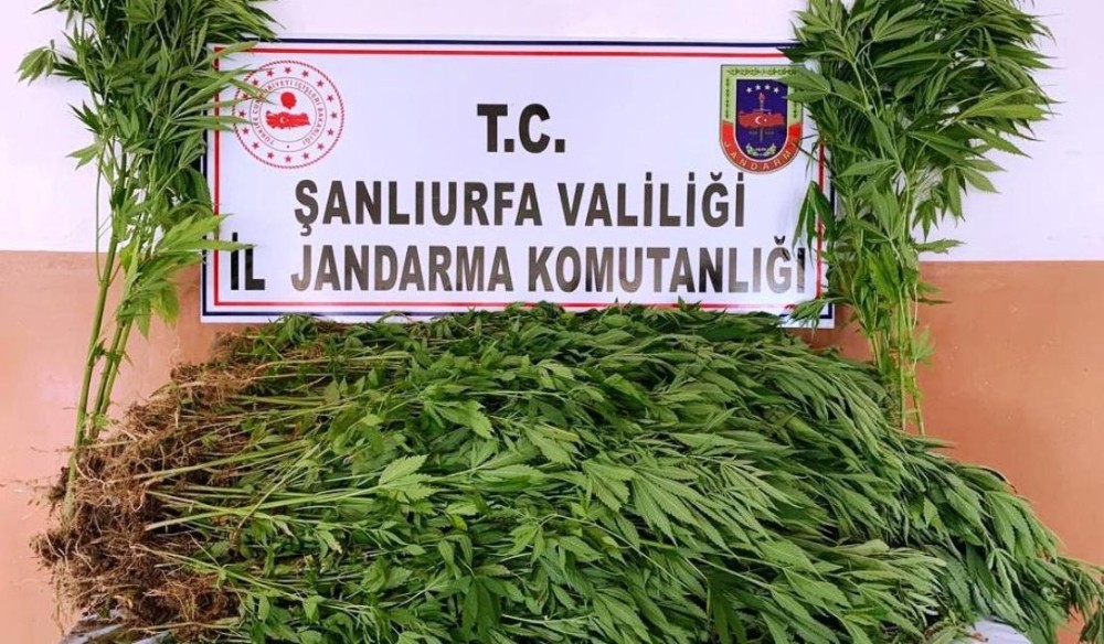 Şanlıurfa’da 2 bin 367 kök kenevir ele geçirildi 