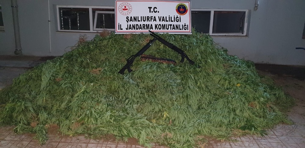 Şanlıurfa’da 4 bin kök kenevir ele geçirildi 