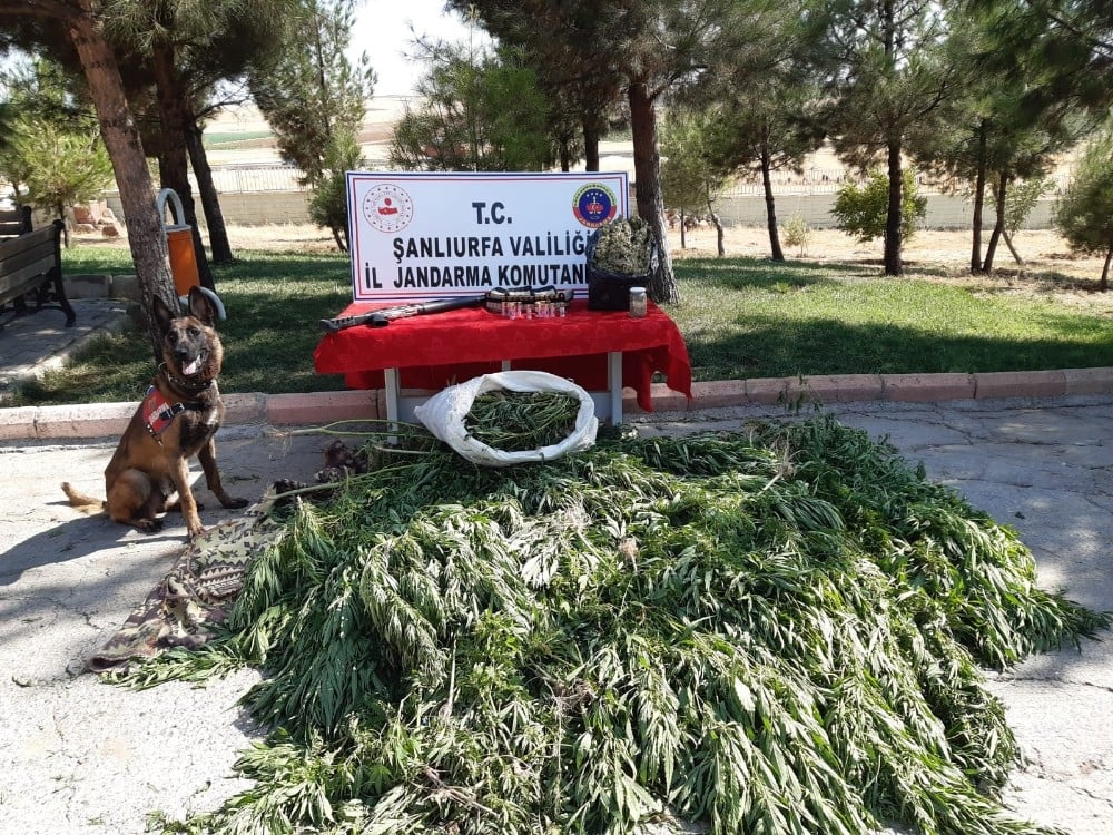 Şanlıurfa’da 512 kök kenevir ele geçirildi 