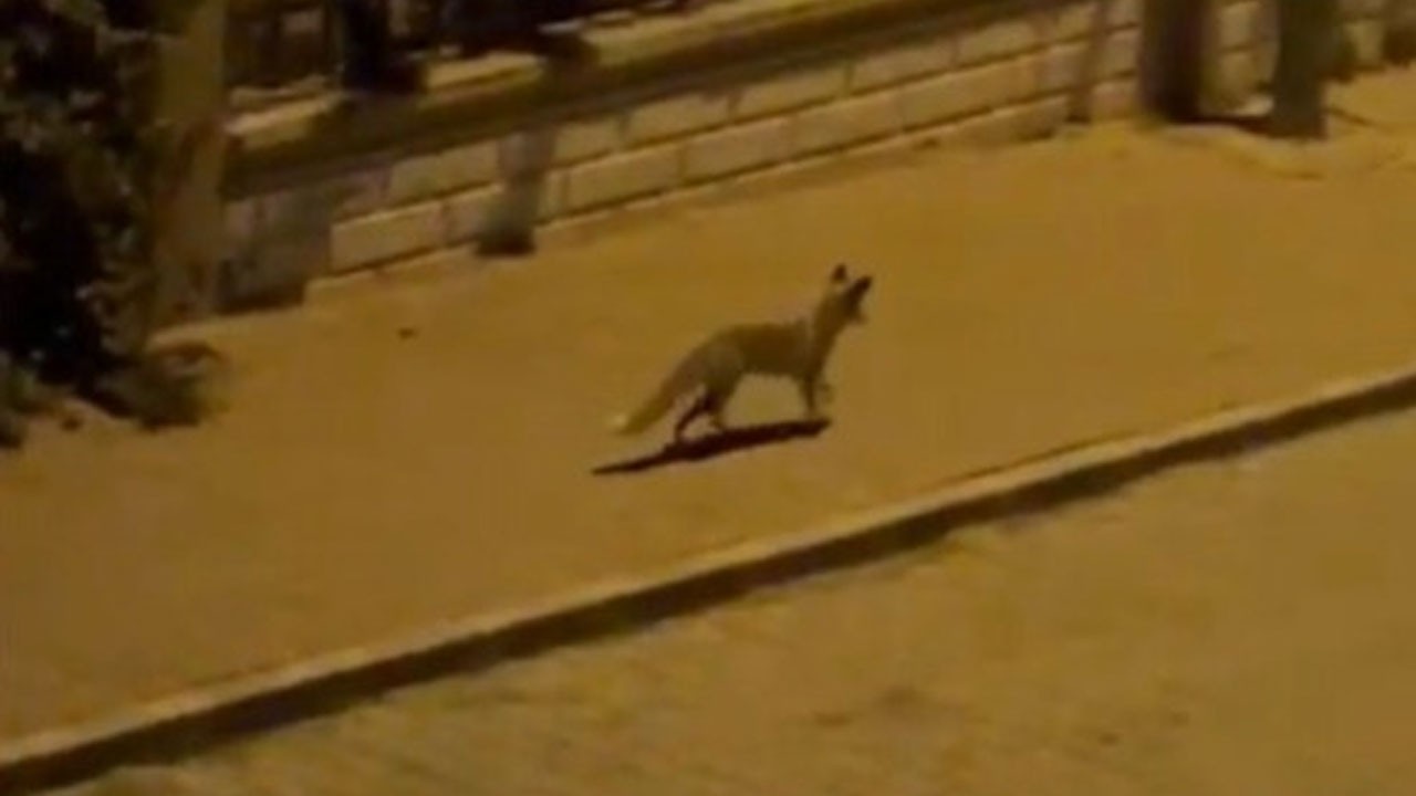 Şanlıurfa’da aç kalan tilki şehir merkezine indi