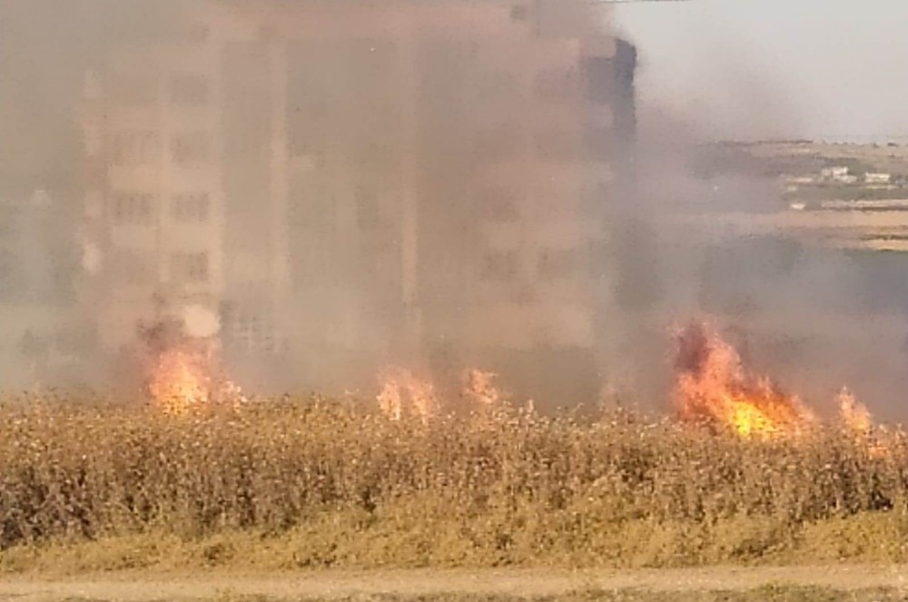 Şanlıurfa’da anız yangını 