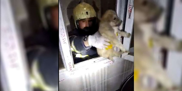 Şanlıurfa'da apartman boşluğuna düşen köpek böyle kurtarıldı