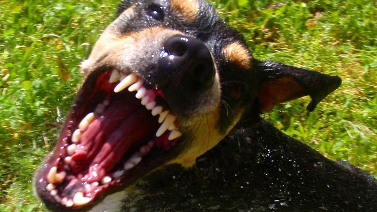 Şanlıurfa’da başıboş köpekler dehşet saçtı