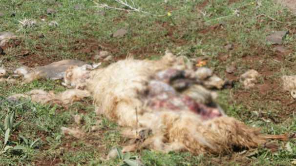 Şanlıurfa'da başıboş köpekler koyun sürüsüne saldırdı