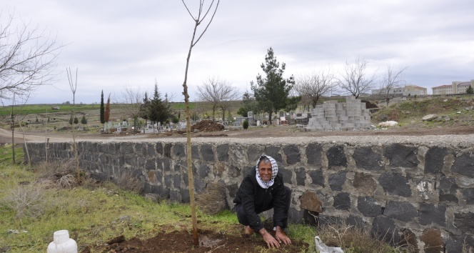Şanlıurfa'da bir ağaç kesen vatandaşa 30 ağaç dikme cezası
