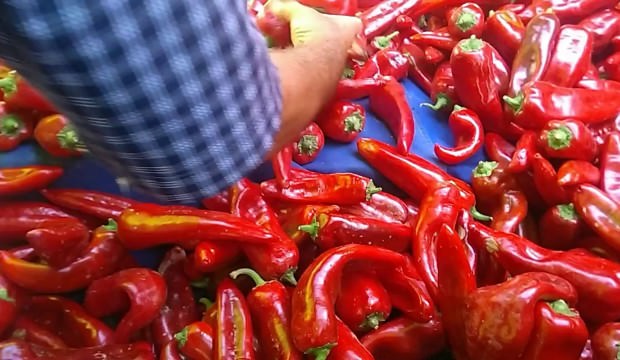 Şanlıurfa’da bu sene kırmızıbiber az, talep çok