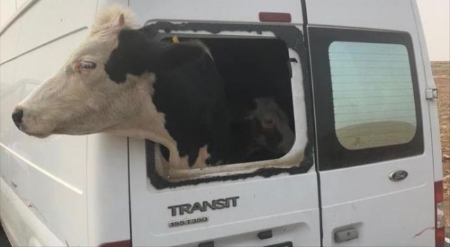 Şanlıurfa'da çalıntı minibüsle hayvan hırsızlığı