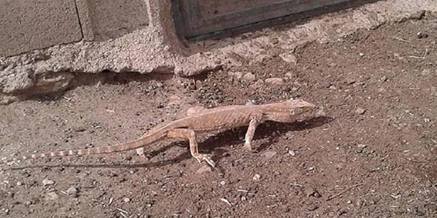 Şanlıurfa'da çöl varanı bulundu! Türkiye'nin en büyük sürüngeni