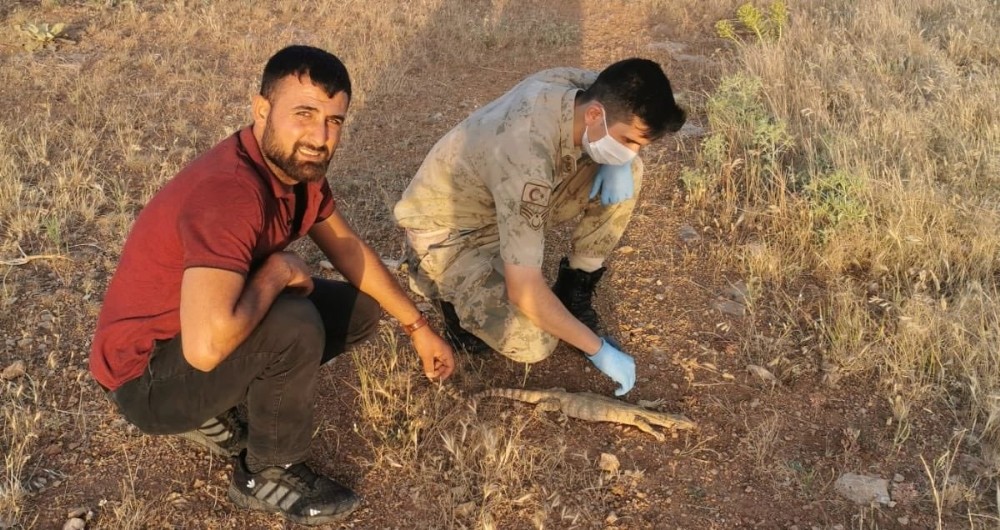 Şanlıurfa’da çöl varanı görüldü 