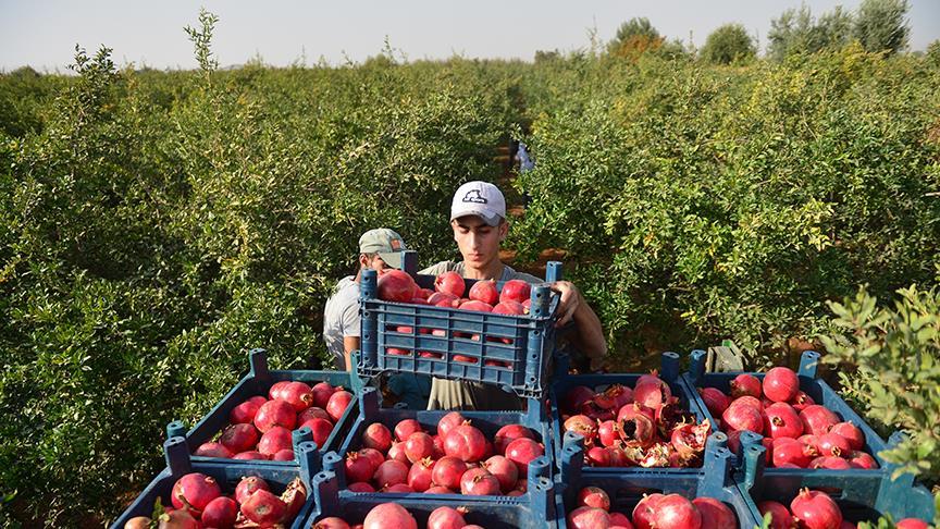 Şanlıurfa'da devlet desteğiyle soğuk hava deposu kurup ihracata başladı