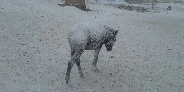 Şanlıurfa’da eşekler dondu