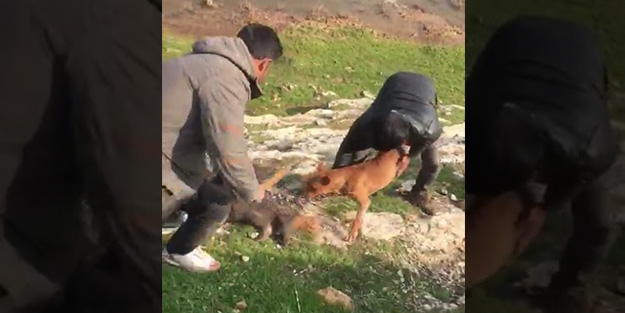 Şanlıurfa'da görenleri isyan ettiren vahşet!
