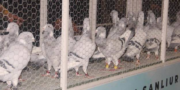 Şanlıurfa’da güvercin güzellik yarışması düzenlendi! Milyon liralık güvercinler...