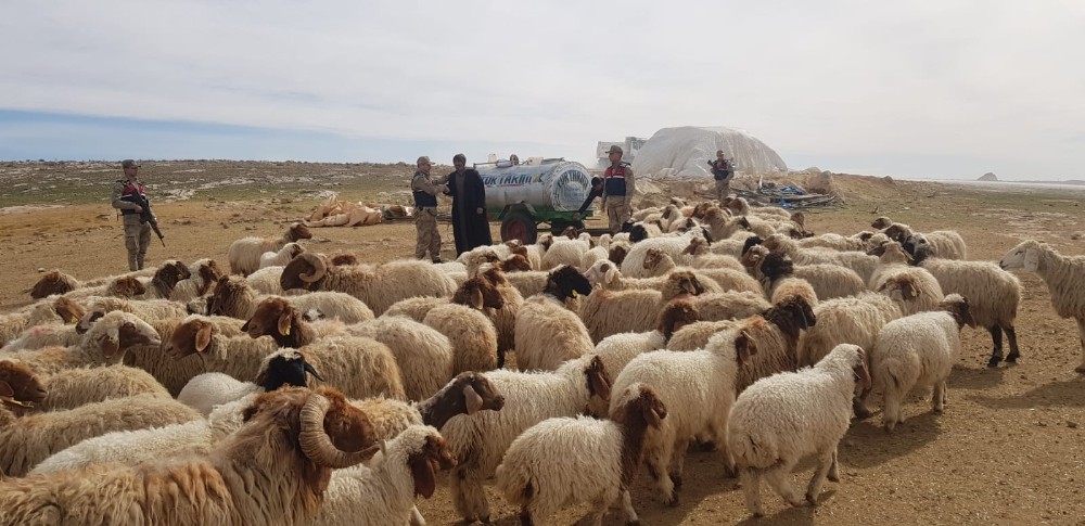 Şanlıurfa’da hayvan hırsızları tutuklandı 