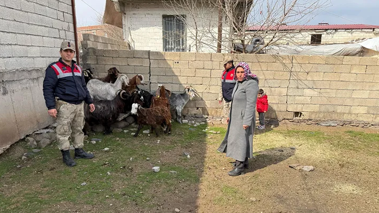 Şanlıurfa'da hayvan hırsızlığı operasyonu