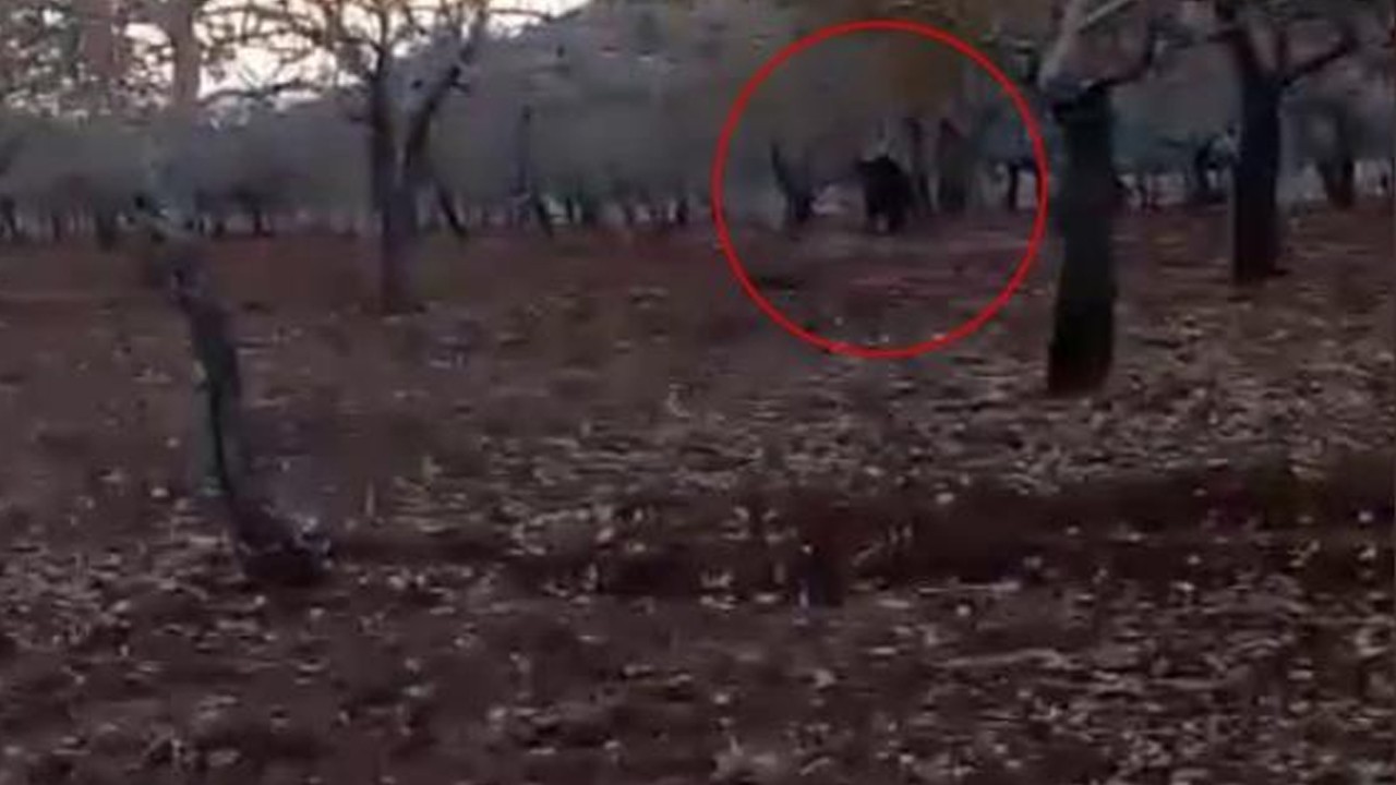 Şanlıurfa’da ilginç görüntü! Tarlasına giren domuzu bakın nasıl kovaladı