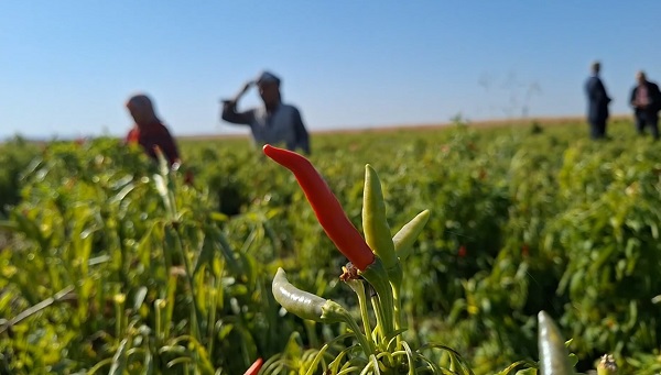 Şanlıurfa'da ilk kez ekildi! Hasat yüz güldürdü