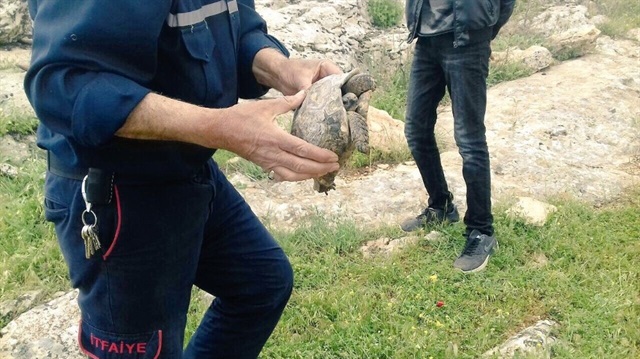 Şanlıurfa’da kaplumbağa operasyonu