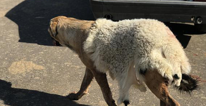 Şanlıurfa’da köpeğe kuzu postu giydirdiler