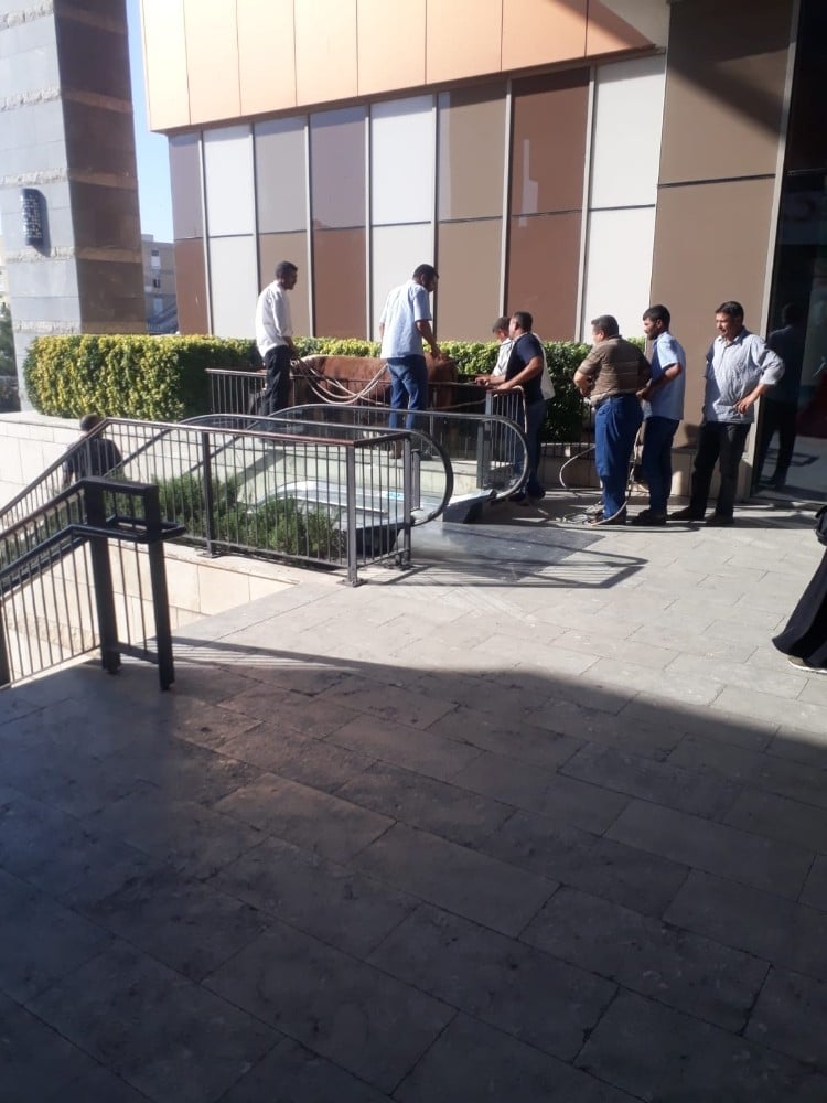 Şanlıurfa’da kurbanlık boğa zor anlar yaşattı 