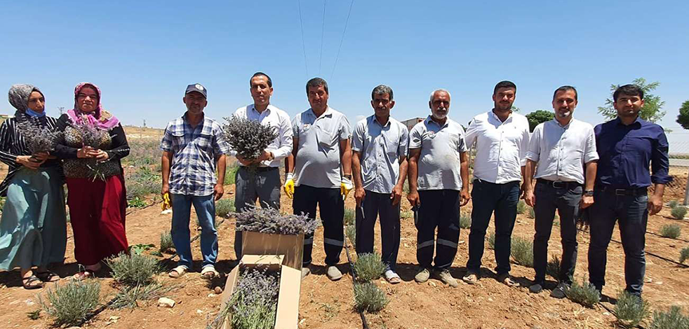 Şanlıurfa'da lavanta bahçeleriyle mevsimlik işçilerin istihdamına katkı sağlanacak