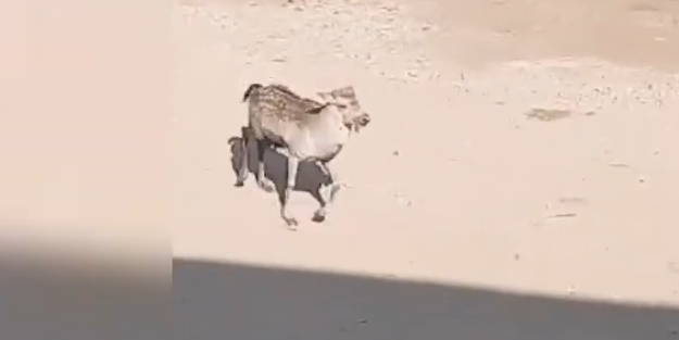 Şanlıurfa'da nesli tükenmekte olan Alageyik görüldü!