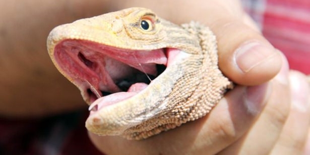 Şanlıurfa’da ortaya çıktı!