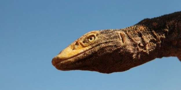 Şanlıurfa’da ortaya çıktı