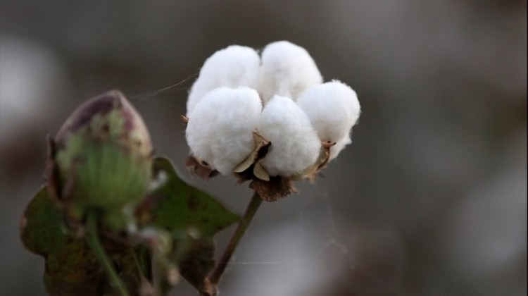 Şanlıurfa'da pamukta hasat zamanı