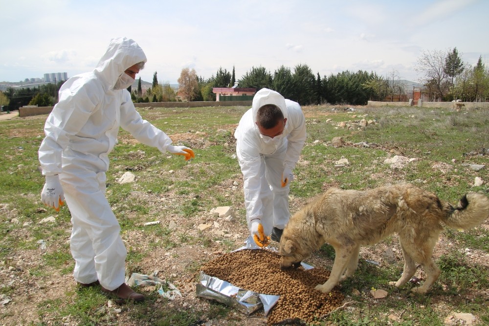 Şanlıurfa’da sokak hayvanları unutulmadı 