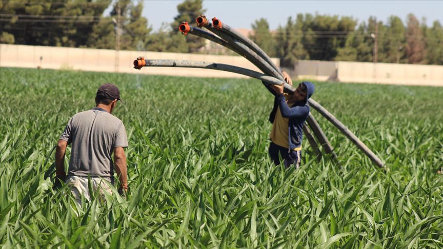 Şanlıurfa'da tarım işçileri bayramda da tarla yolunda