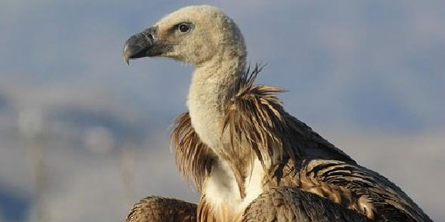Şanlıurfa’da tedavi edilen kızıl akbaba doğaya salındı