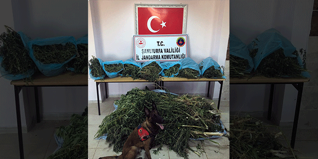 Şanlıurfa'da uyuşturucu operasyonu! 1 kişi gözaltına alındı