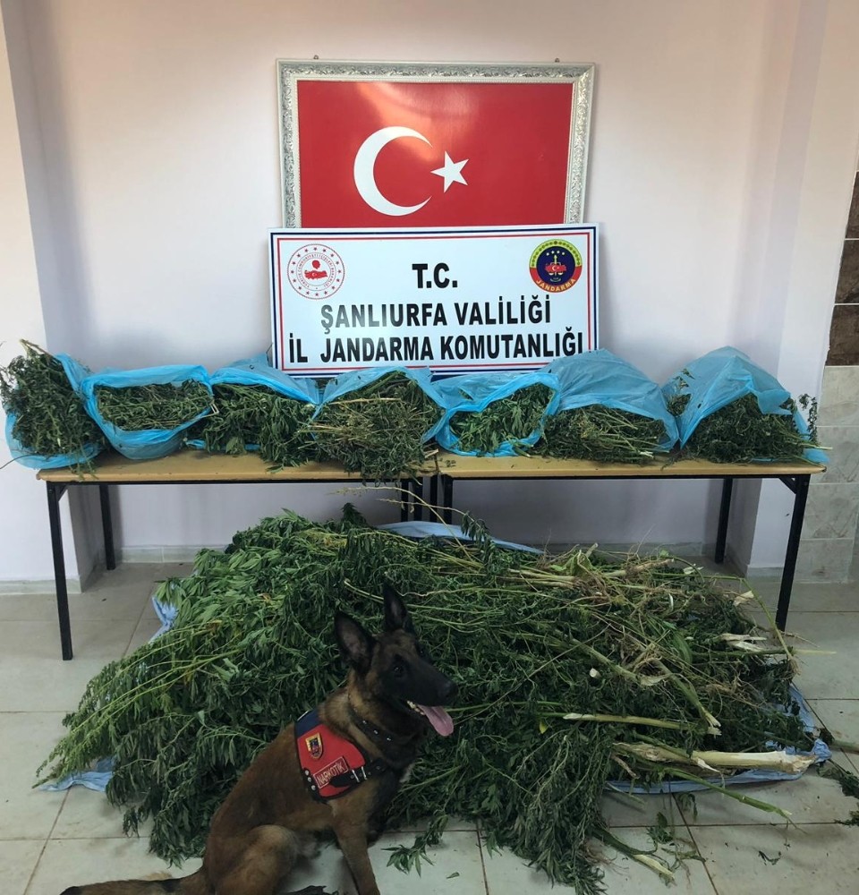 Şanlıurfa’da uyuşturucuya geçit yok 