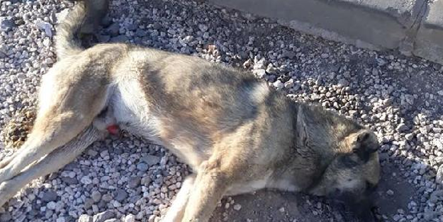 Şanlıurfa'da vahşet! Sokak köpeklerini zehirlediler