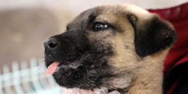 Şanlıurfa'da yaralı köpeklere sahip çıktılar