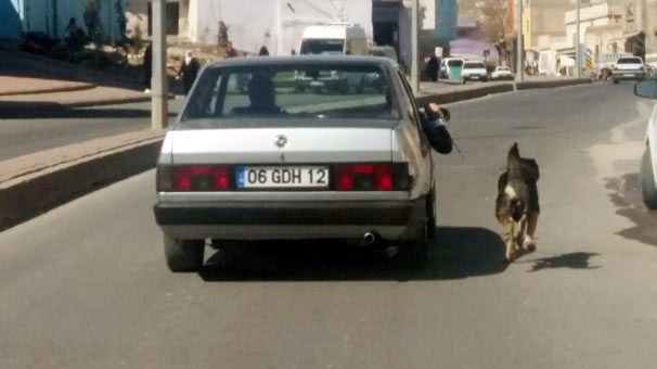 Şanlıurfa'da zincirle bağladığı köpeği otomobiliyle koşturdu