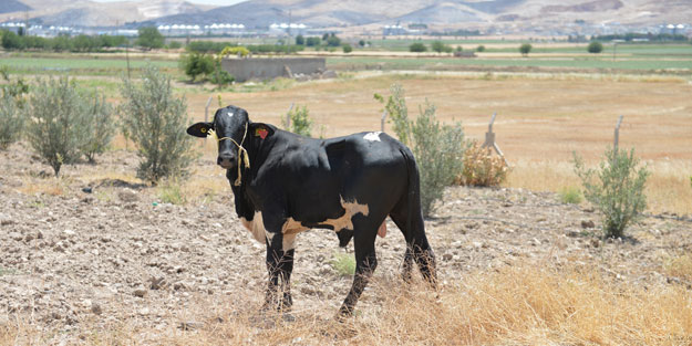 39 angusu elinden kaçırdı