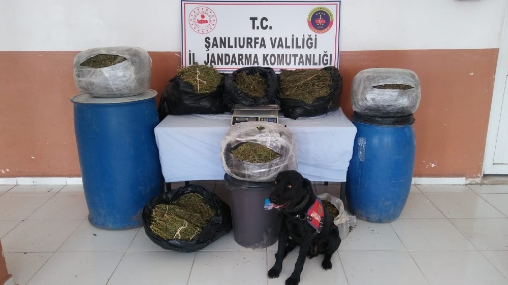 Şanlıurfa’nın Suruç ilçesinde 105 kilo esrar ele geçirildi 