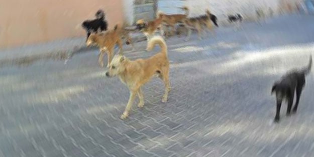 Şanlurfa’da 6 çocuk köpeklerin saldırısına uğradı