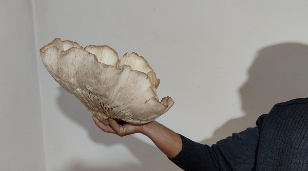 Şans eseri buldu! Tam 3 kilo 120 gram