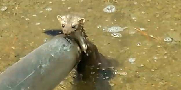 Sansar sulama havuzunda mahsur kaldı! Böyle kurtarıldı