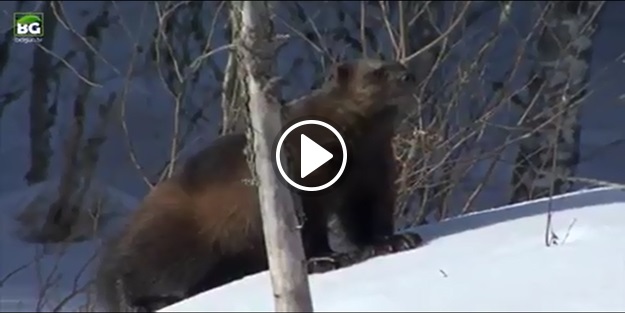 Sansarla kuzgunun yaşam mücadelesi